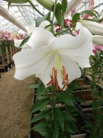 [4433 PO30 Mezzana No02.JPG]